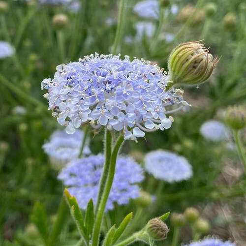 DIDISCUS CAERULEUS BLUE LACE seed image
