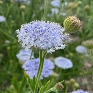DIDISCUS CAERULEUS BLUE LACE seed image