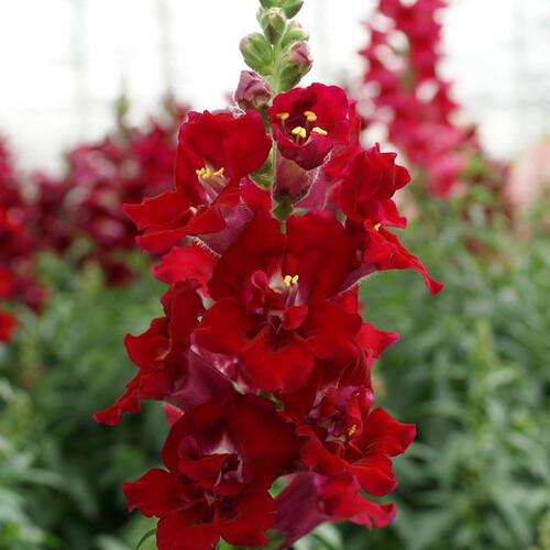 ANTIRRHINUM MAJUS DOUBLESHOT CRIMSON RED seed image