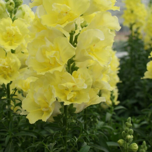 ANTIRRHINUM MAJUS DOUBLESHOT YELLOW F1 seed image