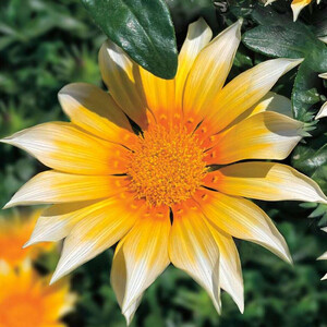 GAZANIA RIGENS SUNNY SIDE UP seed image