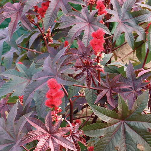 RICINUS CARMENCITA BRIGHT RED seed image