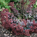 SEDUM MAHOGANY CUSHION seed image