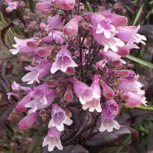 PENSTEMON DIGITALIS RUBY DUSK seed image