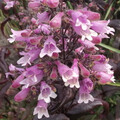 PENSTEMON DIGITALIS RUBY DUSK seed image