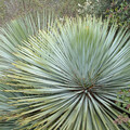 HESPEROYUCCA WHIPPLEI seed image