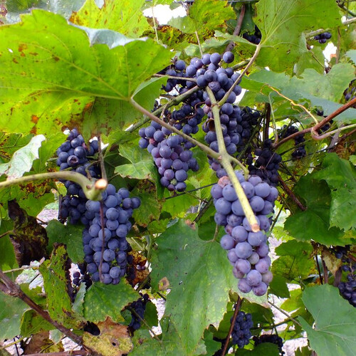 VITIS AMURENSIS seed image