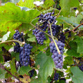 VITIS AMURENSIS seed image
