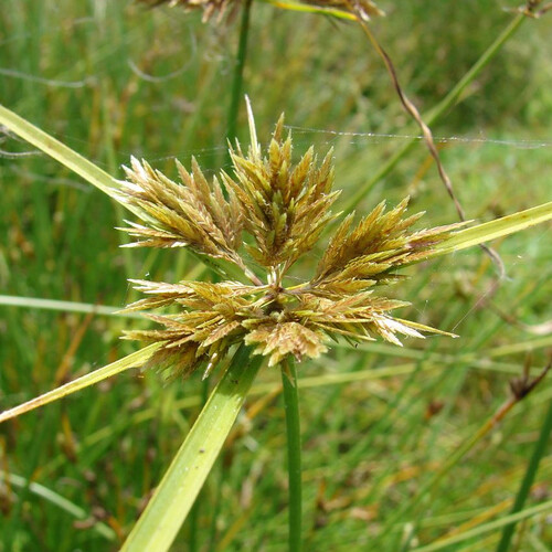 CYPERUS POLYSTACHYOS CHIMNEY SWEEPER seed image