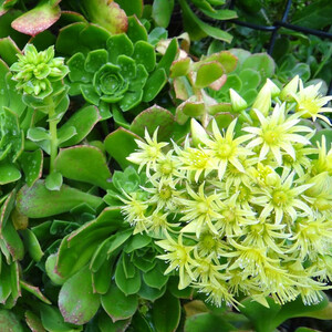 AEONIUM ARBOREUM seed image
