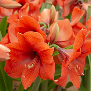 AMARYLLIS HORIZON seed image