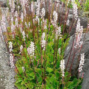 FRANCOA SONCHIFOLIA ALBA seed image