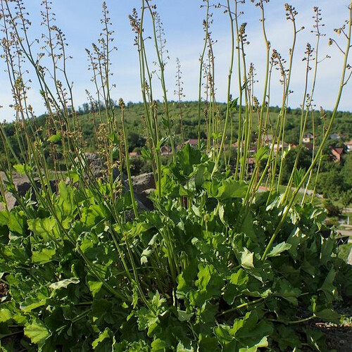 HEUCHERA HIMALAYENSIS seed image