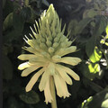 VELTHEIMIA BRACTEATA LEMON FLAME seed image