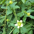 BRYONIA DIOICA seed image