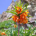 FRITILLARIA EDUARDII seed image