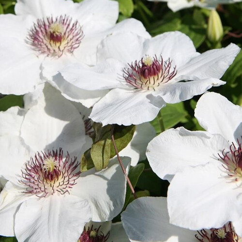 CLEMATIS BABY ALBA seed image