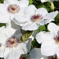 CLEMATIS BABY ALBA seed image