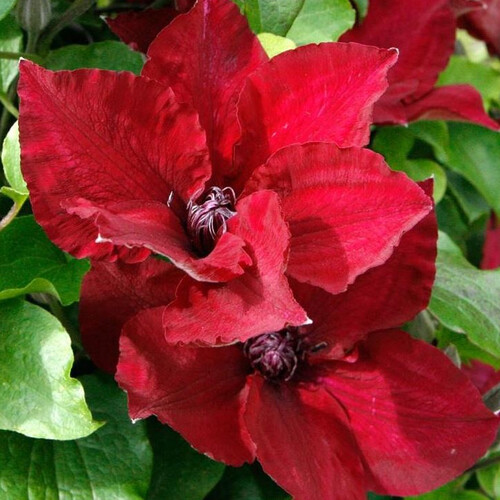 CLEMATIS BABY SANGRIA seed image