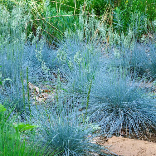 FESTUCA GLAUCA BLUE SELECT seed image