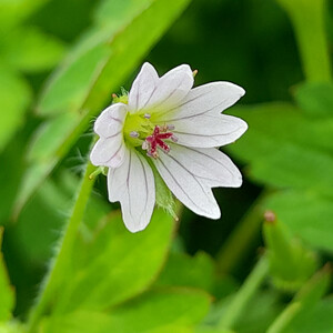 GERANIUM NEPALENSE seed image