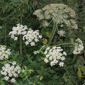 HERACLEUM SPHONDYLIUM seed image