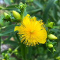 HYPERICUM PROLIFICUM seed image