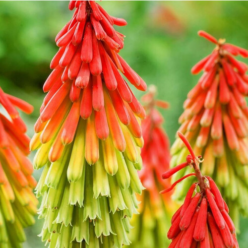 KNIPHOFIA HIRSUTA FIRE DANCER seed image
