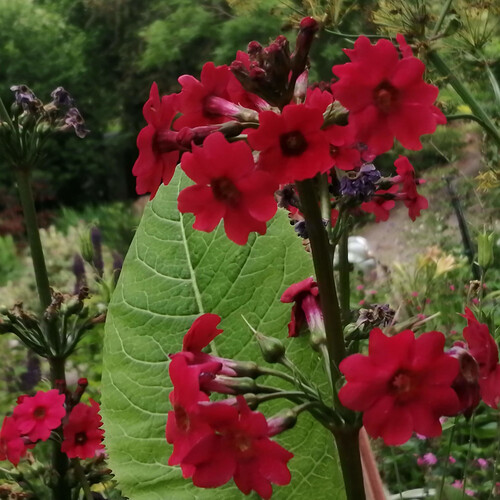 PRIMULA CANDELABRA PILLAR BOX RED seed image