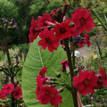 PRIMULA CANDELABRA PILLAR BOX RED seed image