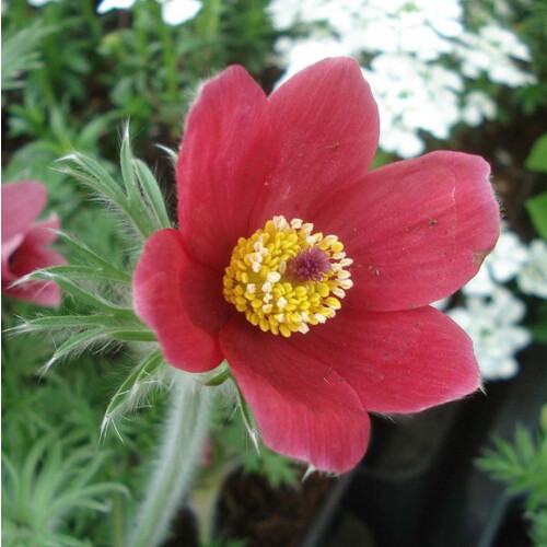 PULSATILLA VULGARIS RODE KLOKKE seed image