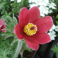 PULSATILLA VULGARIS RODE KLOKKE seed image