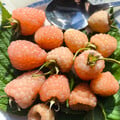RASPBERRY GOLDEN EVEREST seed image