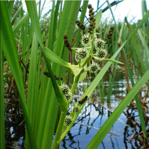 SPARGANIUM ERECTUM seed image