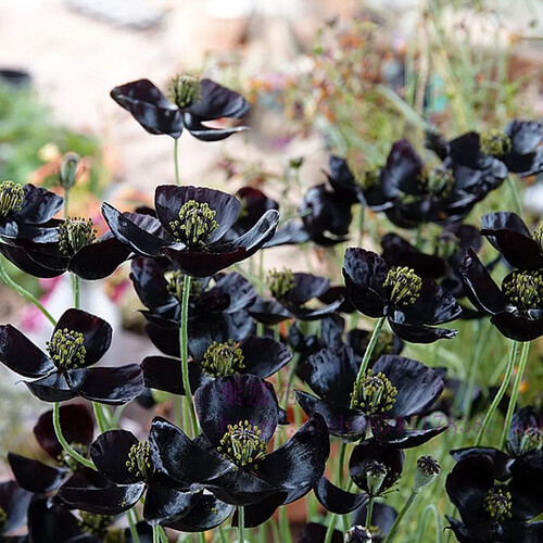 PAPAVER MACROSTOMUM BLACK MAGIC seed image