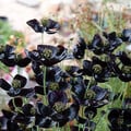 PAPAVER MACROSTOMUM BLACK MAGIC seed image