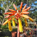 ALOE CHARLOTTEAE seed image