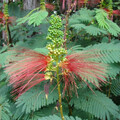 CALLIANDRA CALOTHYRSUS seed image