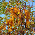 CASSIA MOSCHATA seed image