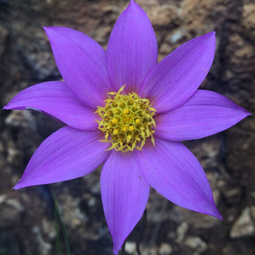 DAHLIA AUSTRALIS seed image