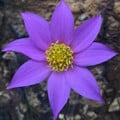 DAHLIA AUSTRALIS seed image