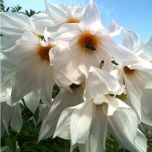 DAHLIA IMPERIALIS ALBA seed image