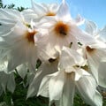 DAHLIA IMPERIALIS ALBA seed image