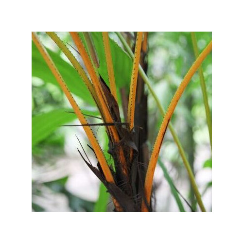 LICUALA AURANTIACA seed image