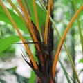LICUALA AURANTIACA seed image