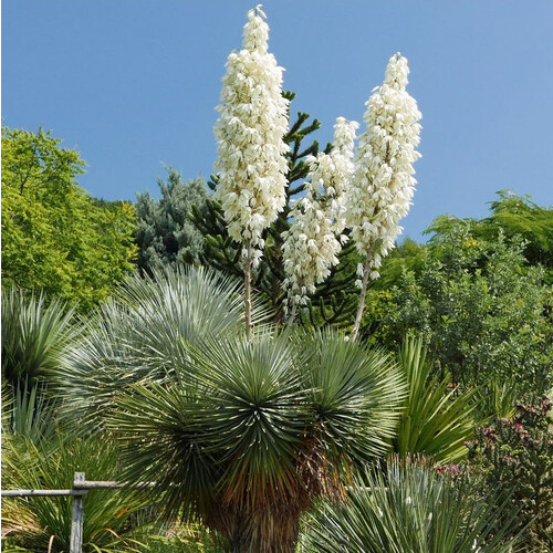 YUCCA THOMPSONIANA seed image