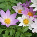 DAHLIA MERCKII seed image