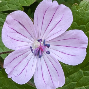 GERANIUM ALBANUM seed image