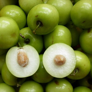 ZIZIPHUS MAURITANA seed image