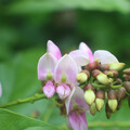 PONGAMIA PINNATA seed image